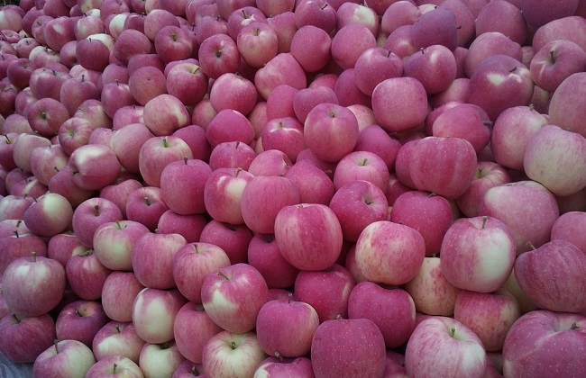 苹果树老掉苹果的原因