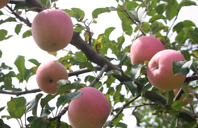苹果树老掉苹果的原因