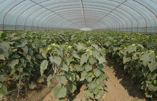 大棚葡萄二氧化碳气肥的施用方法