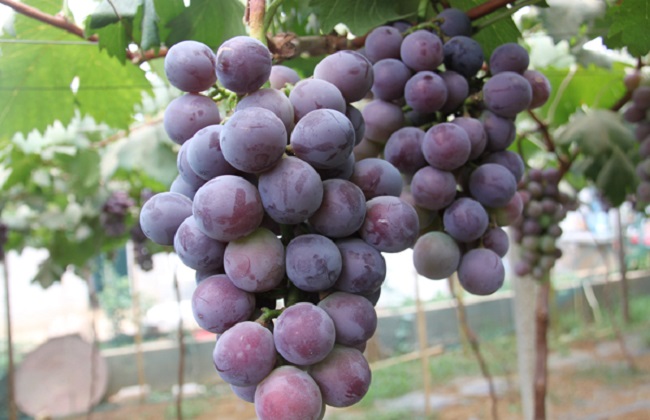 大棚葡萄二氧化碳气肥的施用方法