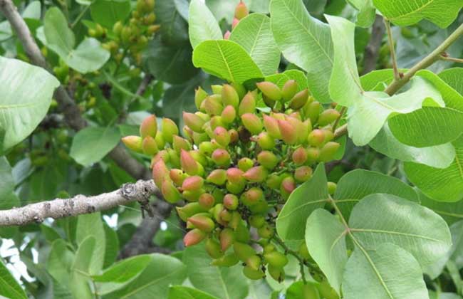 开心果树苗价格及种植方法