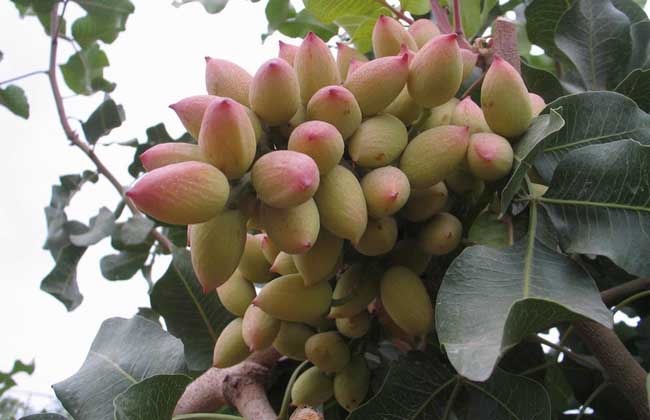 开心果树苗价格及种植方法