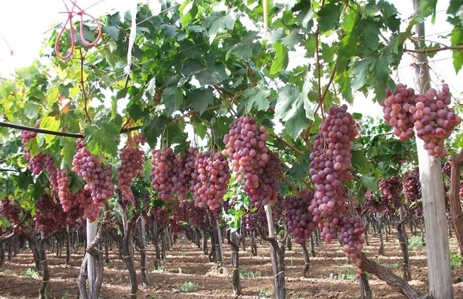 大棚葡萄二氧化碳气肥的施用方法