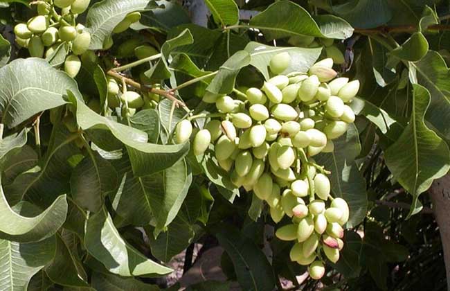 开心果树苗价格及种植方法