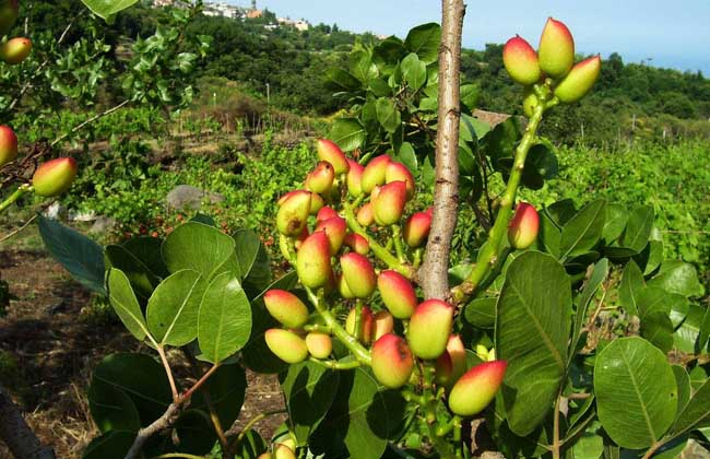 开心果树苗价格及种植方法