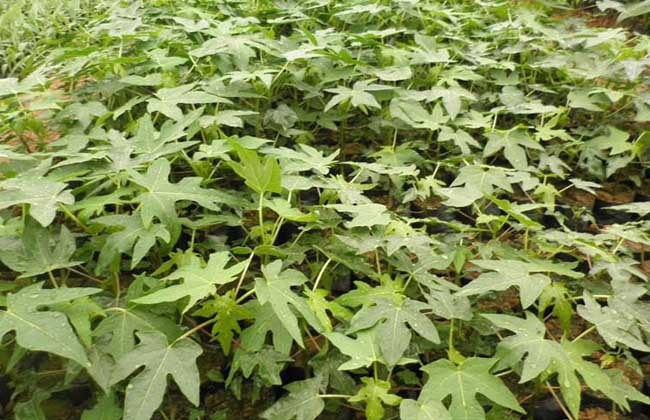 木瓜苗价格及种植方法