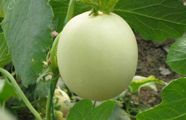 香瓜种子价格及种植方法