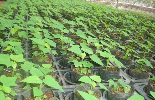 木瓜苗价格及种植方法