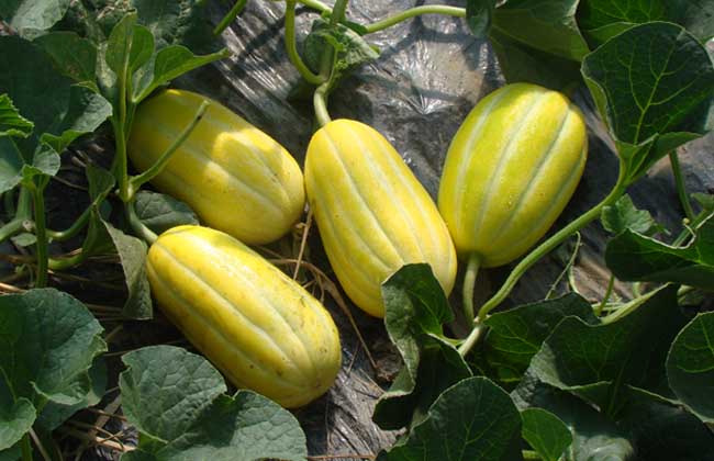 香瓜种子价格及种植方法