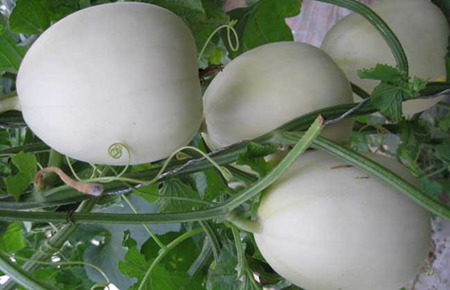 香瓜种子价格及种植方法