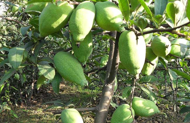 木瓜苗价格及种植方法