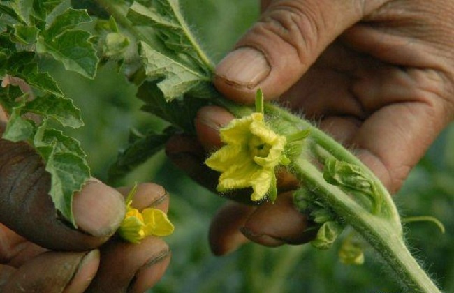 西瓜高产栽培技术