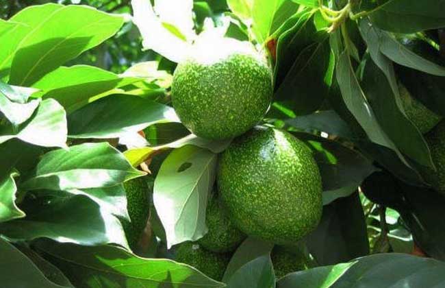 牛油果种子怎么种？