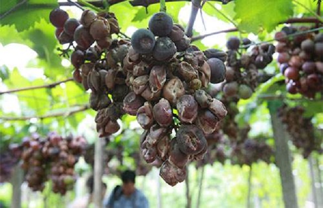 葡萄烂果的病因及防治措施