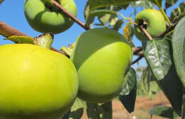 柿子什么时候成熟上市？