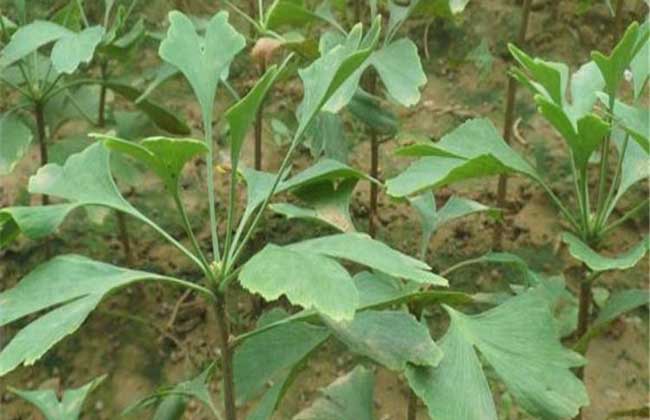 银杏种子价格及种植方法