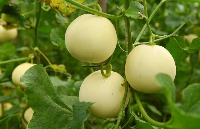 甜瓜种子价格及种植方法