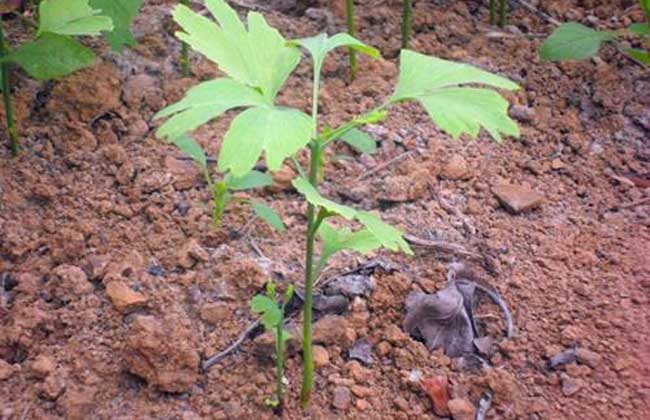 银杏种子价格及种植方法