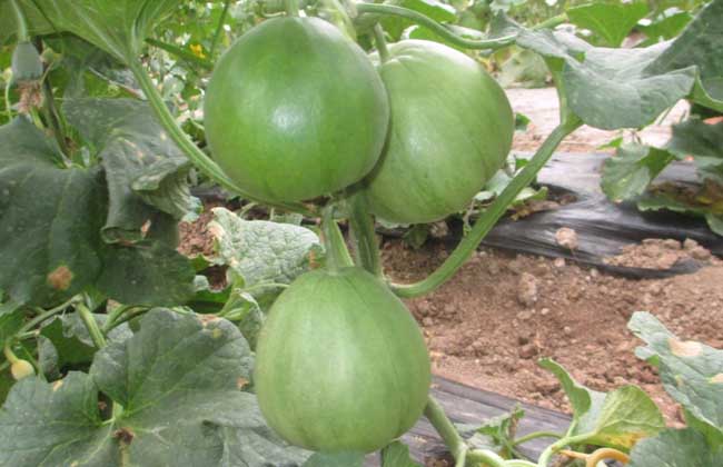 甜瓜种子价格及种植方法