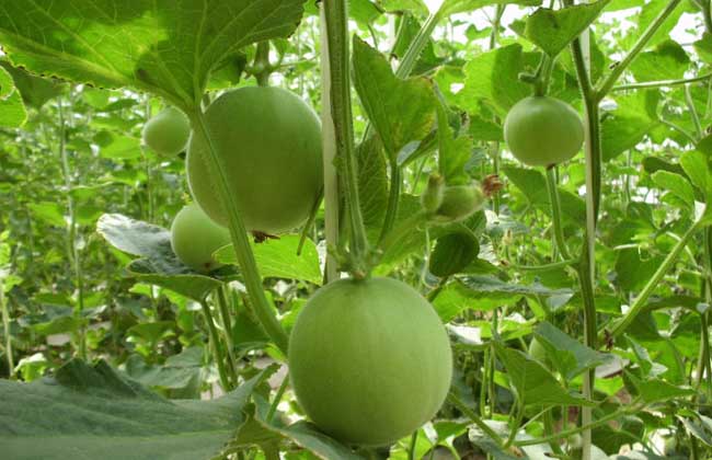 甜瓜种子价格及种植方法