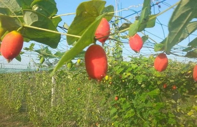 另类的水果之王——红参果