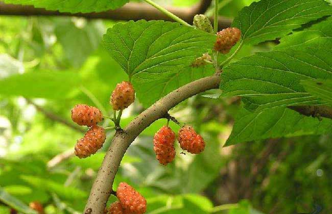 桑树种子价格及种植方法