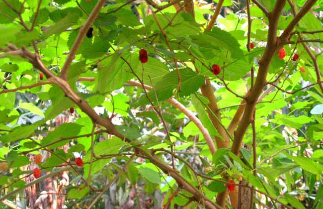 桑树种子价格及种植方法