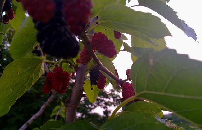 桑树种子价格及种植方法