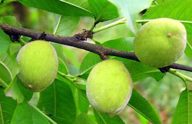 山桃种子价格及种植方法