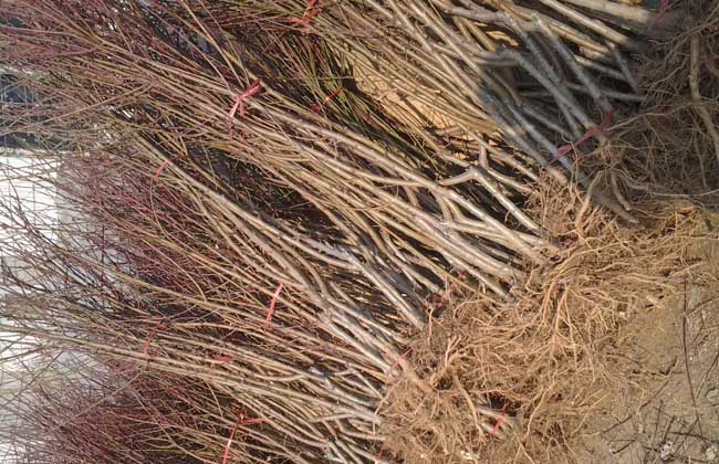 桃树苗价格及种植方法