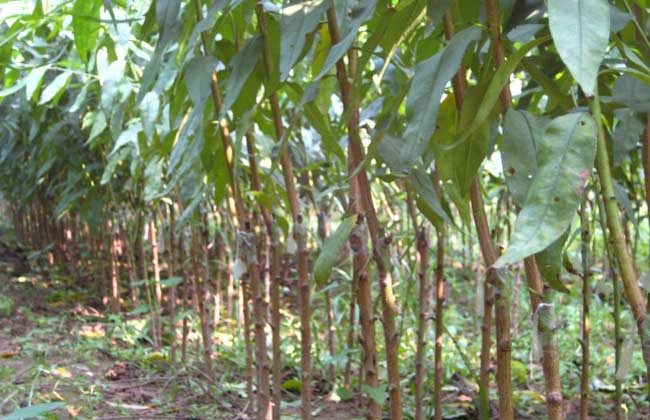 桃树苗价格及种植方法