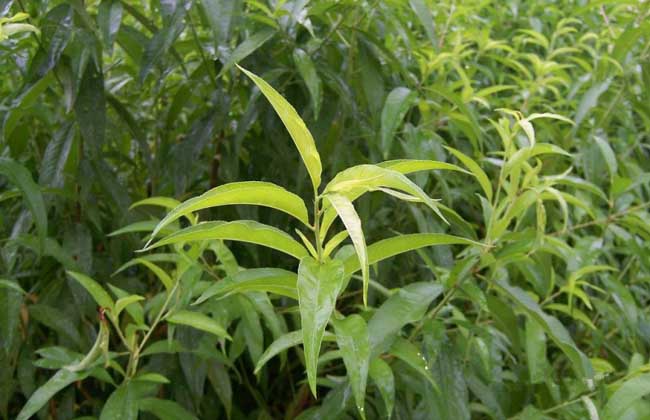 桃核种子价格及种植方法