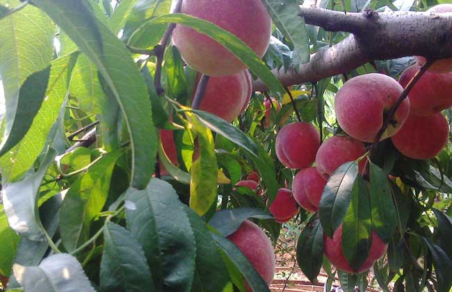 桃核种子价格及种植方法