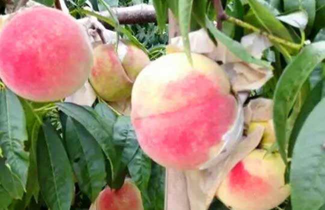 桃核种子价格及种植方法