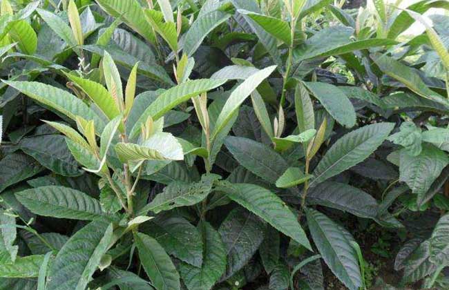 枇杷苗价格及种植方法