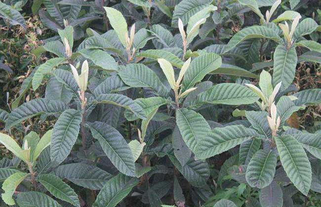 枇杷苗价格及种植方法