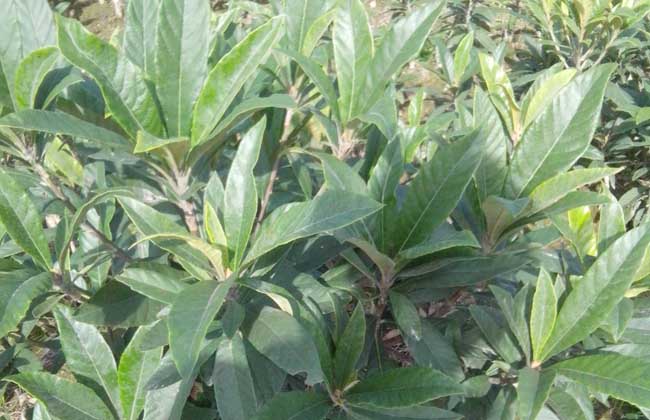 枇杷苗价格及种植方法