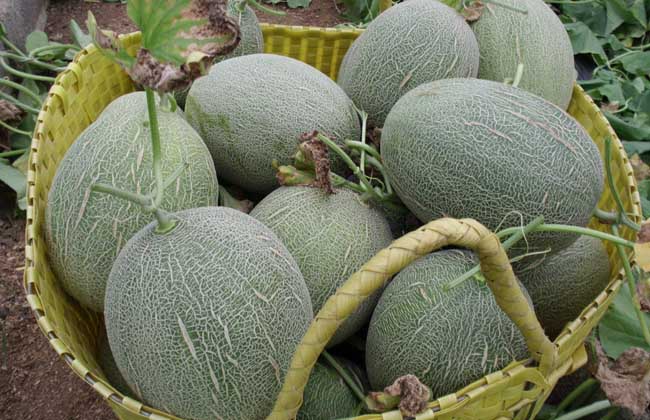 哈密瓜苦是怎么回事?