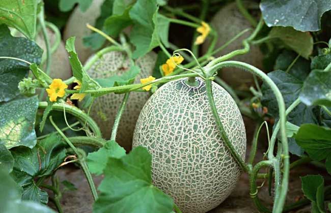 哈密瓜苦是怎么回事?
