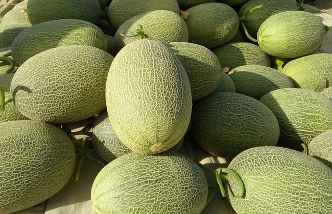 哈密瓜苦是怎么回事?