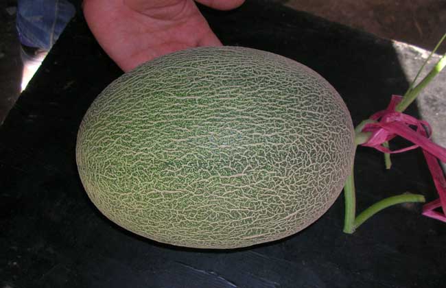 哈密瓜苦是怎么回事?