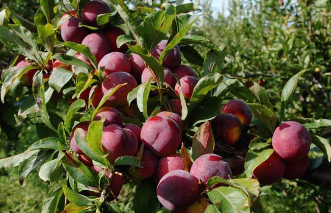 李子是酸性还是碱性?