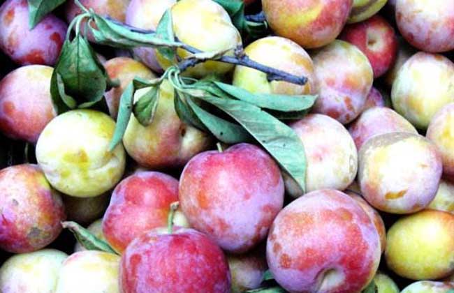 李子是酸性还是碱性?