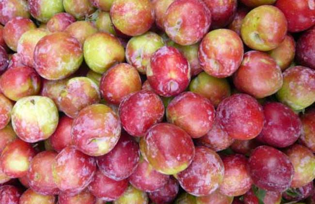 李子是酸性还是碱性?