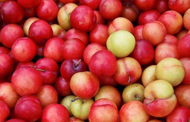 李子是酸性还是碱性?