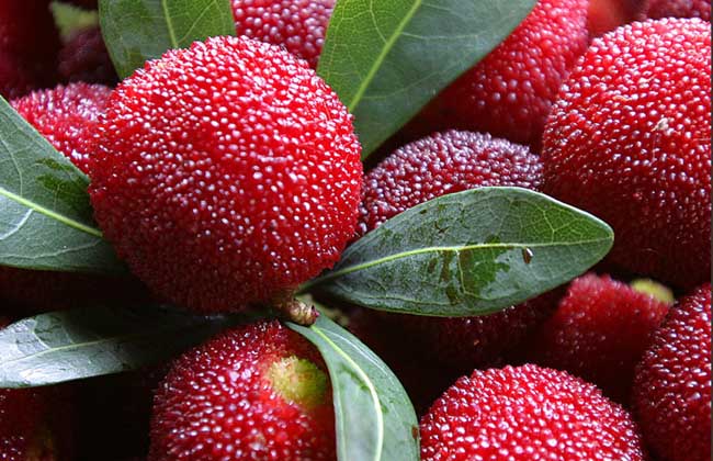 杨梅为什么有虫子?