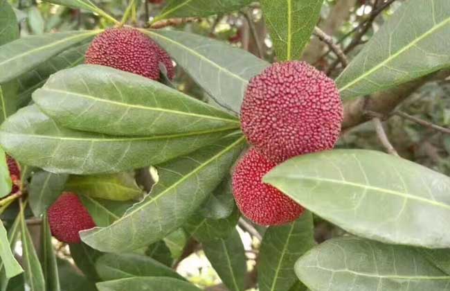 杨梅为什么有虫子?