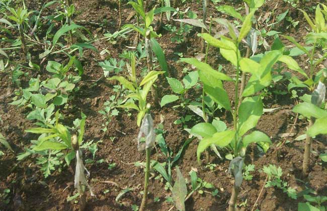 李子苗价格及种植方法