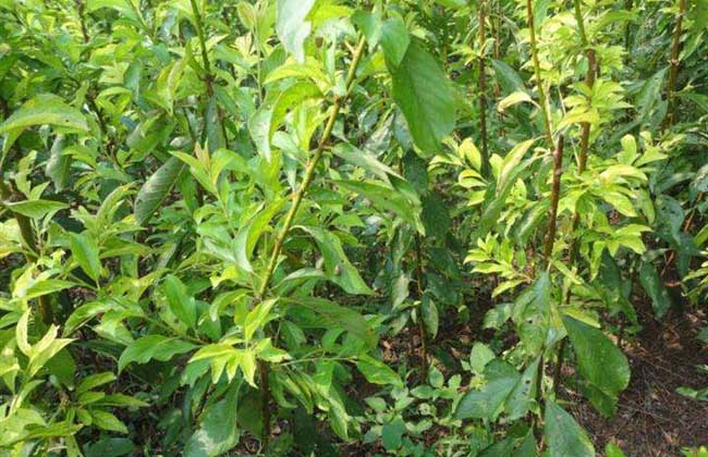 李子苗价格及种植方法