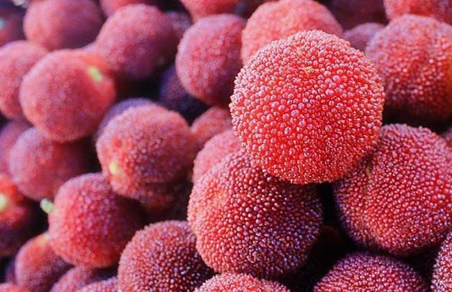 杨梅为什么有虫子?